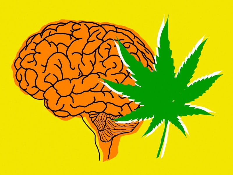 THC Affects the Brain