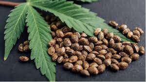 CBD Oil and the Entourage Effect
