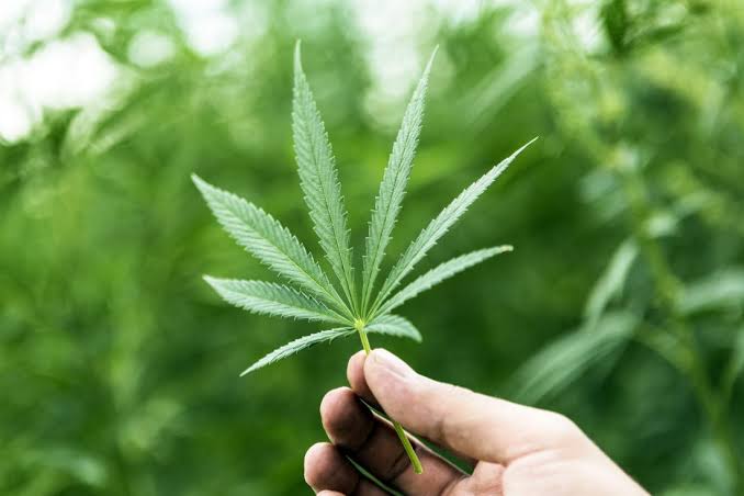 CBD Oil Potency
